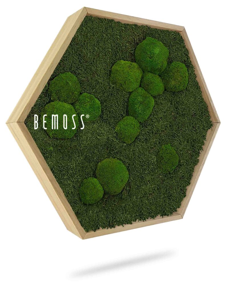 Moosbild Hexagon FLACHMOOS & KUGELMOOS Natural green