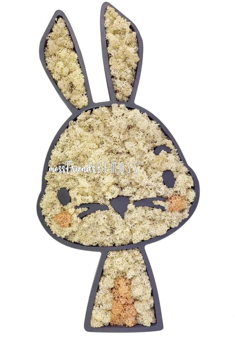 HASE
