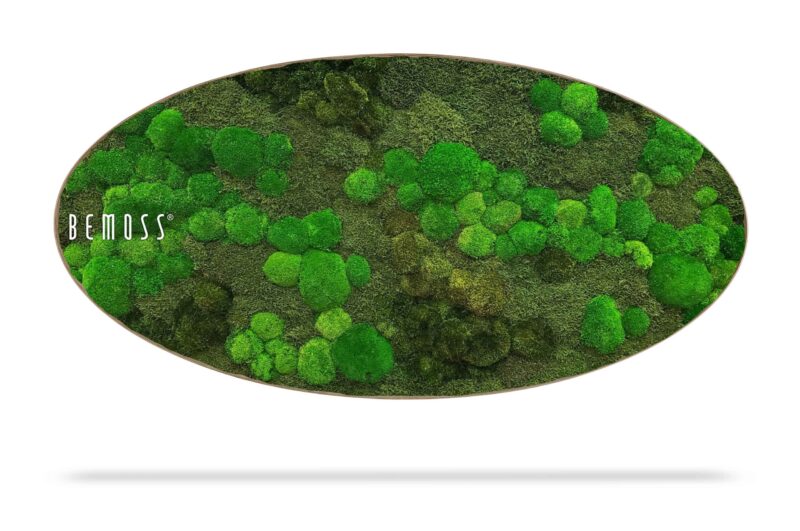 Moosbild Ellipse KUGELMOOS Minerva