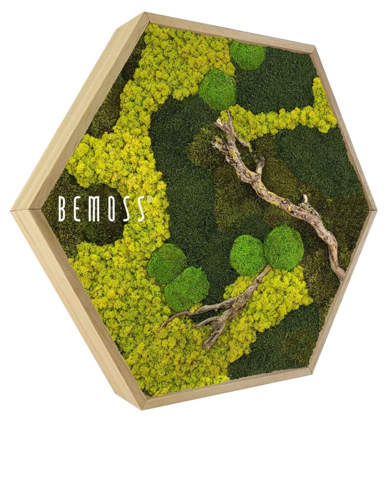 Moosbild Hexagon BEMOSS® ORTHO BORJA