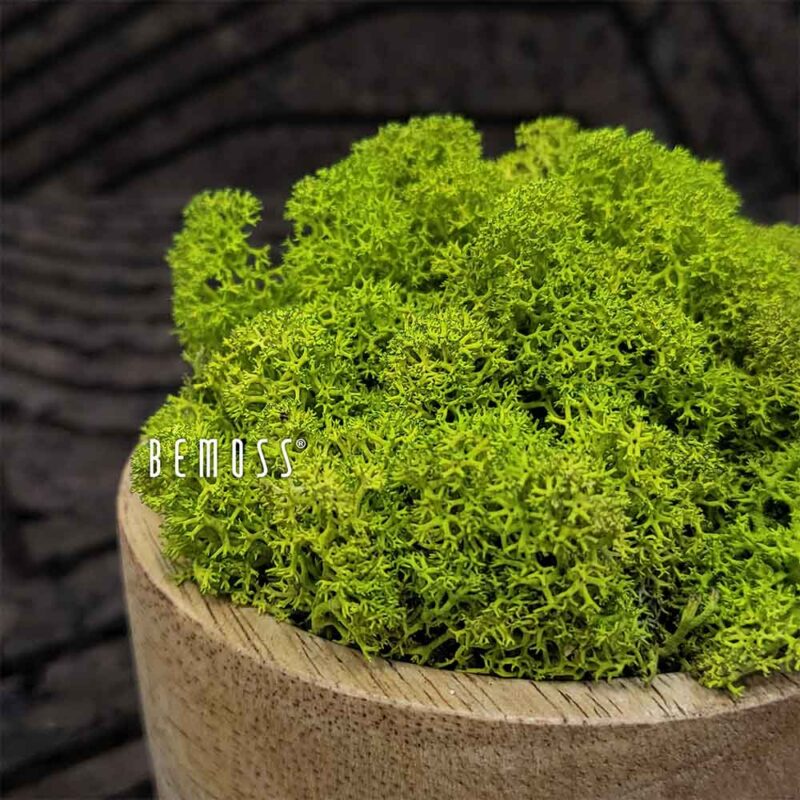 Konserviertes Moos Islandmoos LIME GREEN