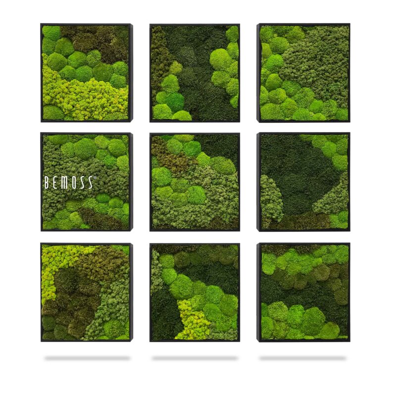 Moosbild Set BEMOSS® ORTHO VERDIA Mosaic