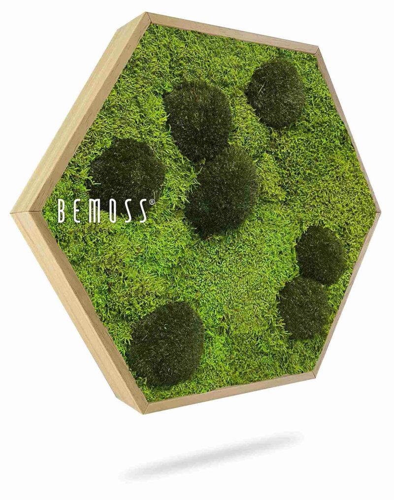Moosbild Hexagon FLACHMOOS & KUGELMOOS Peva