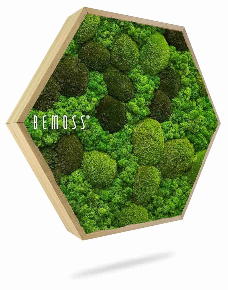Moosbild Hexagon BEMOSS® ORTHO MONETO